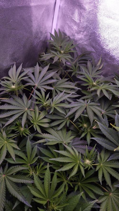 Fem10 - Photoperiodic TestSeed FastBuds. Week 8