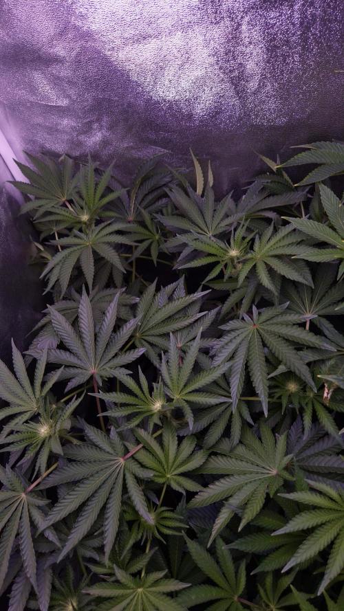 Fem10 - Photoperiodic TestSeed FastBuds. Week 8