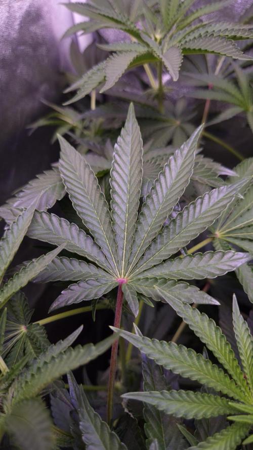 Fem10 - Photoperiodic TestSeed FastBuds. Week 8