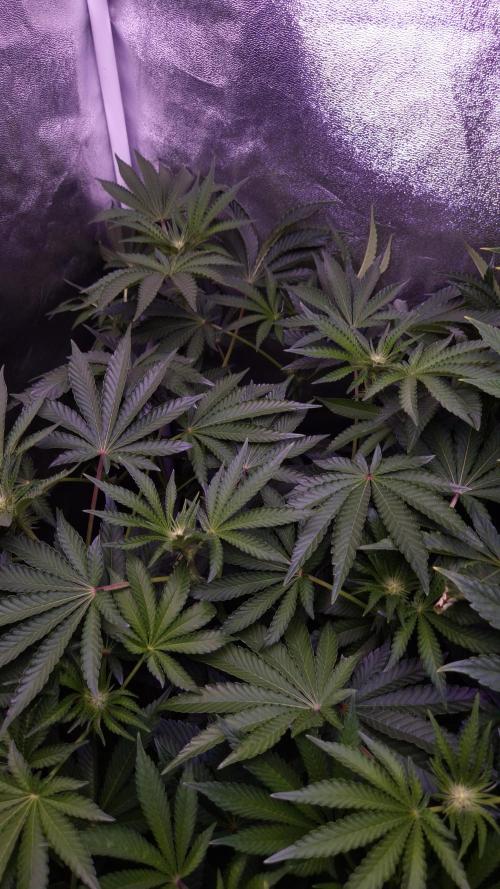 Fem10 - Photoperiodic TestSeed FastBuds. Week 8