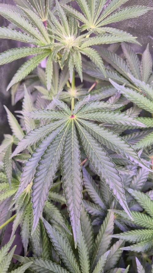 Fem10 - Photoperiodic TestSeed FastBuds. Week 8