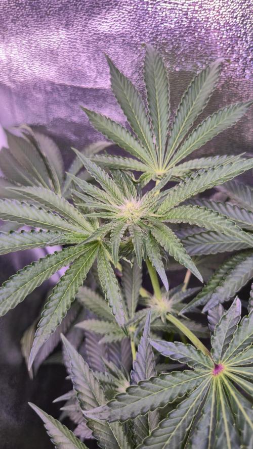 Fem10 - Photoperiodic TestSeed FastBuds. Week 8