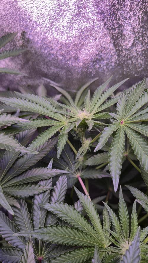 Fem10 - Photoperiodic TestSeed FastBuds. Week 8