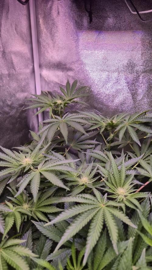 Fem10 - Photoperiodic TestSeed FastBuds. Week 8