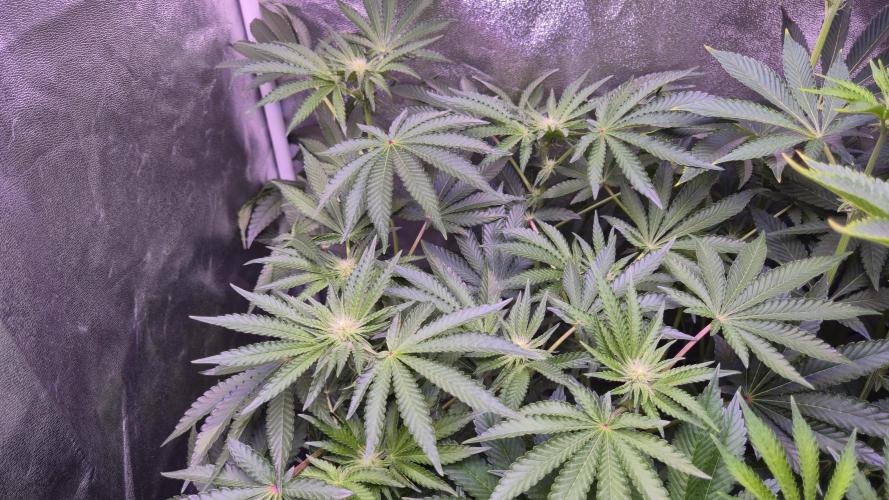 Fem10 - Photoperiodic TestSeed FastBuds. Week 8