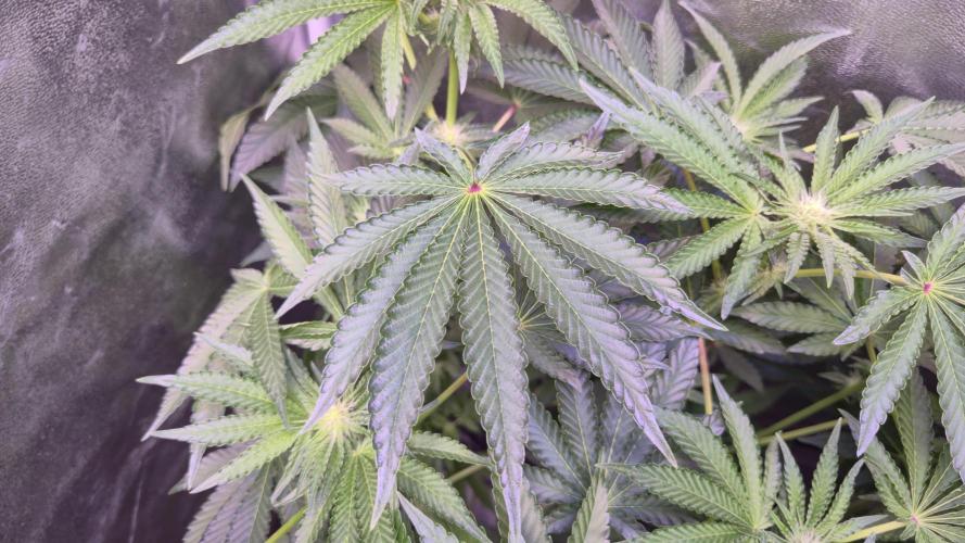 Fem10 - Photoperiodic TestSeed FastBuds. Week 8