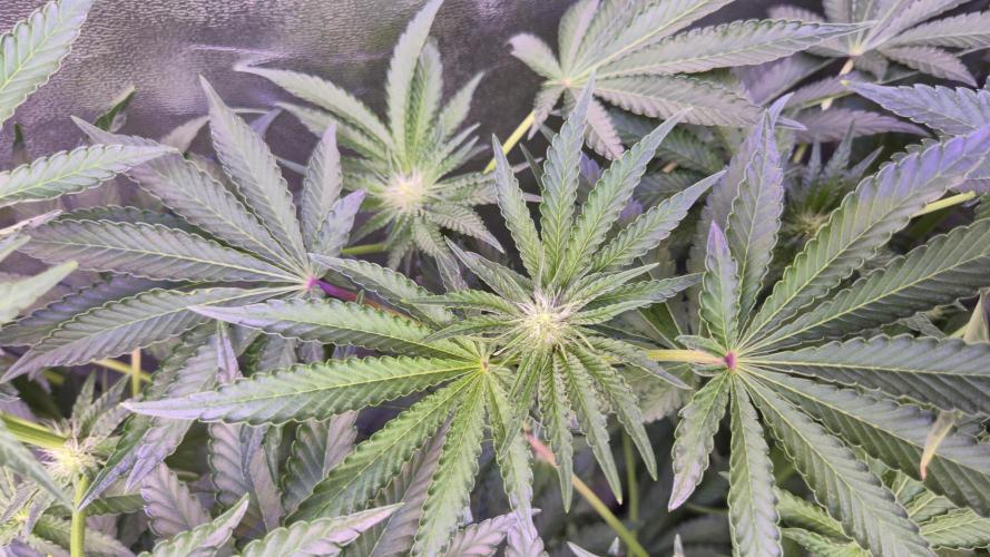 Fem10 - Photoperiodic TestSeed FastBuds. Week 8