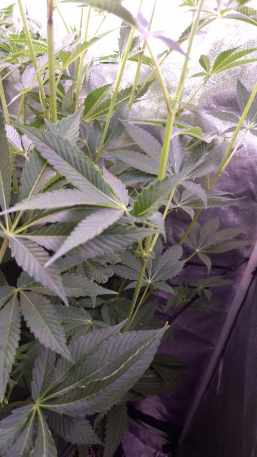 Fem 11 - Photoperiodic TestSeed FastBuds. Week 8