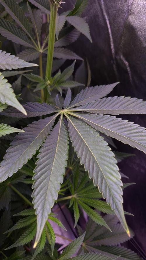 Fem 11 - Photoperiodic TestSeed FastBuds. Week 8