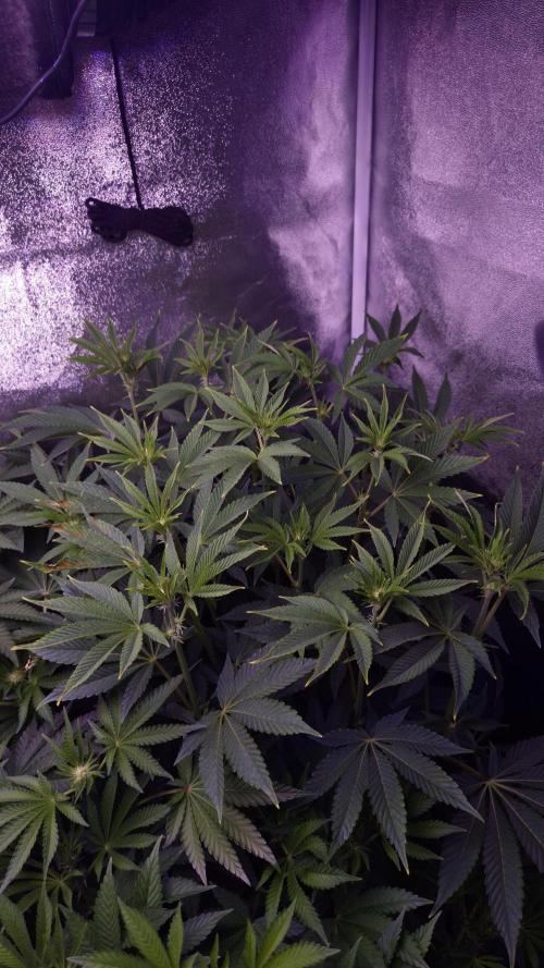 Fem 11 - Photoperiodic TestSeed FastBuds. Week 8