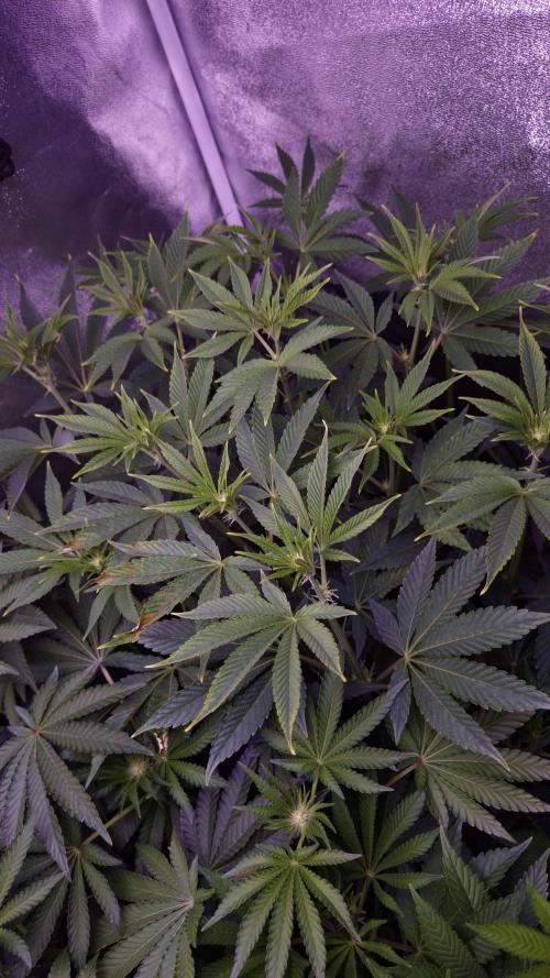 Fem 11 - Photoperiodic TestSeed FastBuds. Week 8