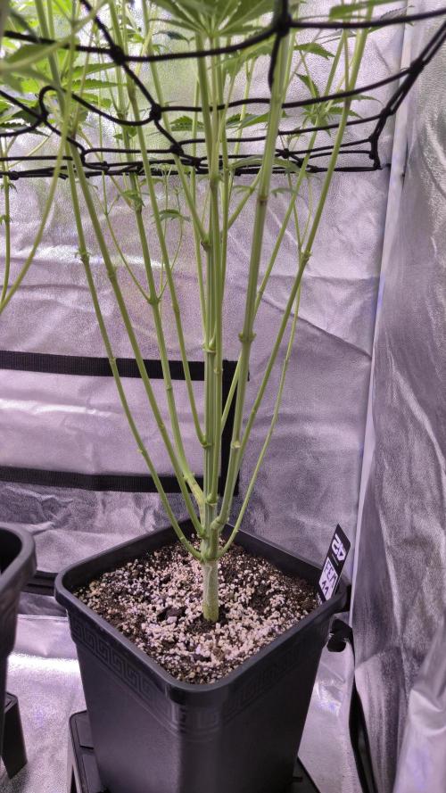 Fem 11 - Photoperiodic TestSeed FastBuds. Week 8