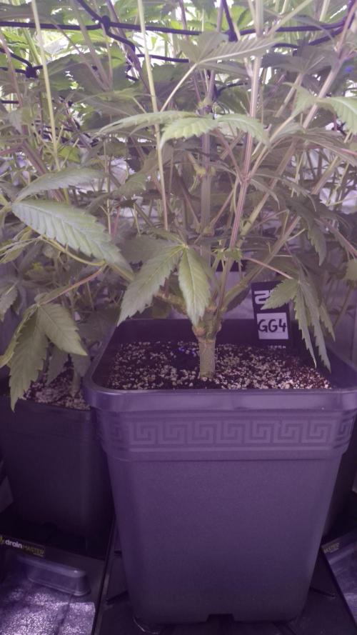 GG4 - FastBuds. Week 8