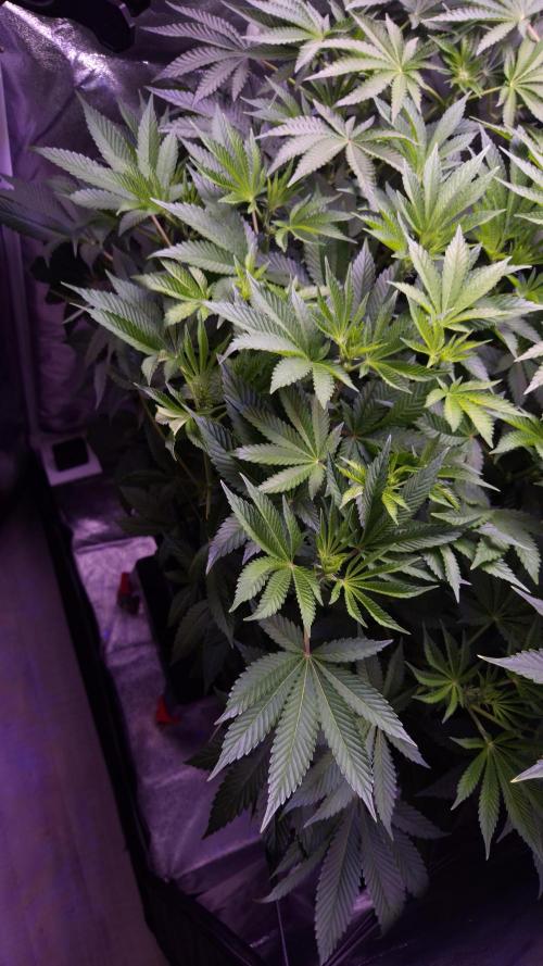 GG4 - FastBuds. Week 8