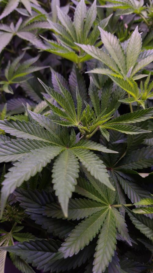 GG4 - FastBuds. Week 8