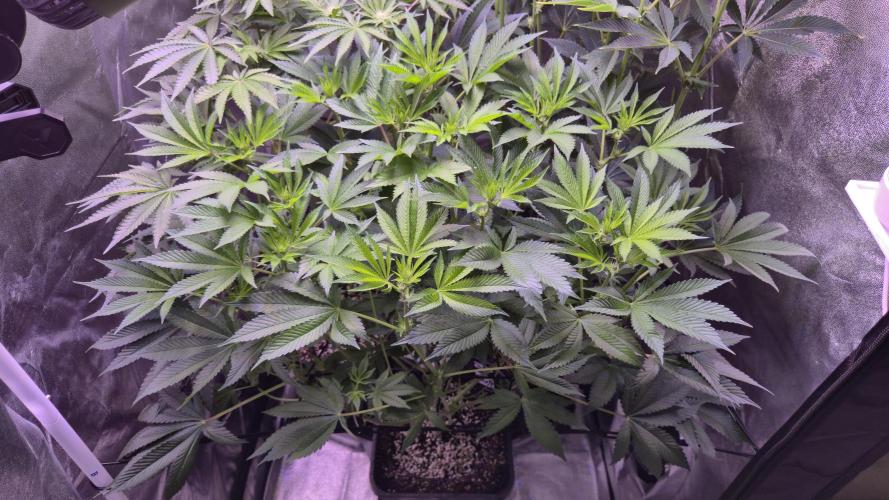 GG4 - FastBuds. Week 8