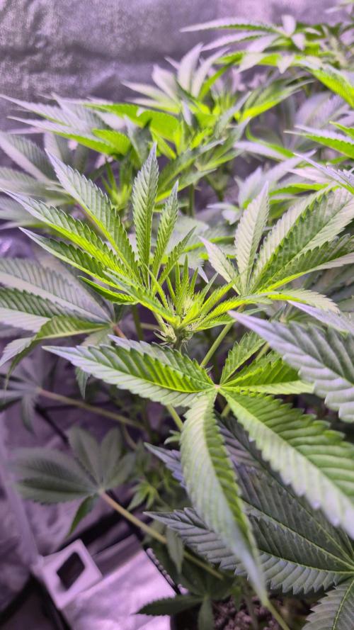 GG4 - FastBuds. Week 8