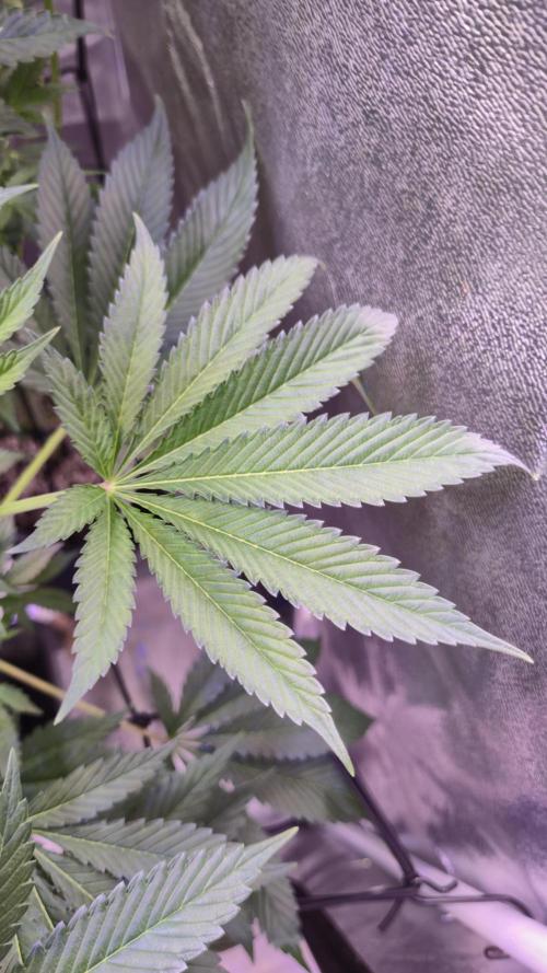 GG4 - FastBuds. Week 8