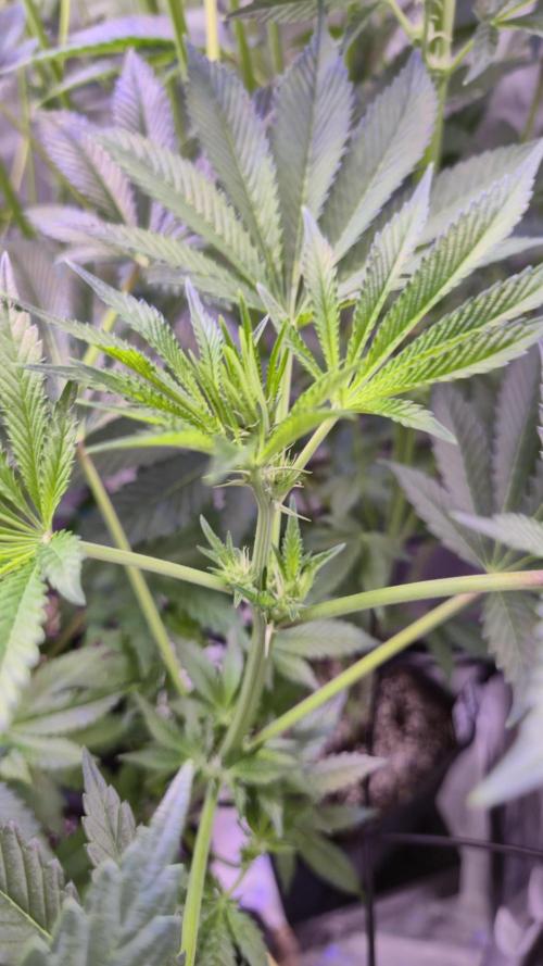 GG4 - FastBuds. Week 8