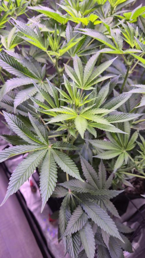 GG4 - FastBuds. Week 8