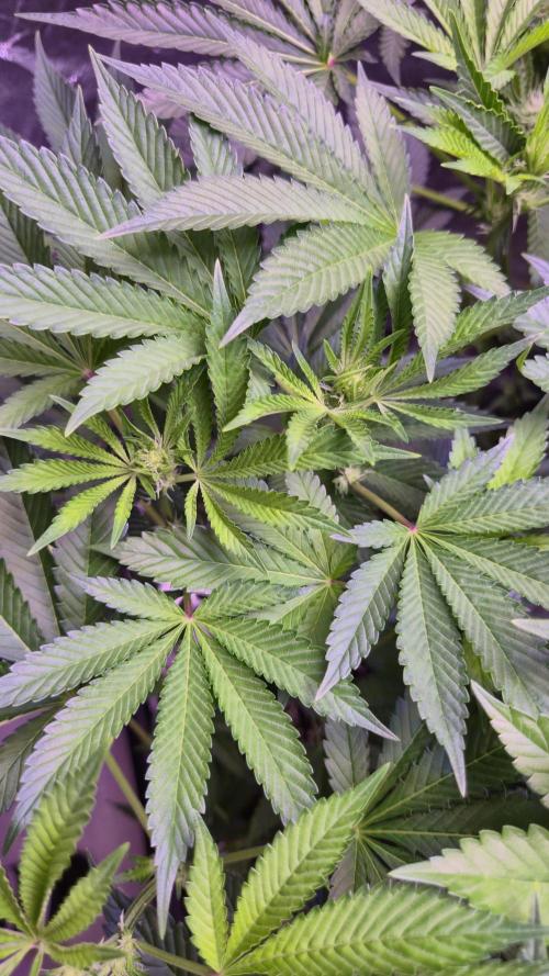 GG4 - FastBuds. Week 8