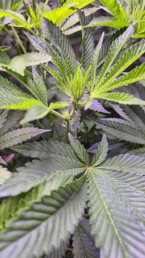 GG4 - FastBuds. Week 8