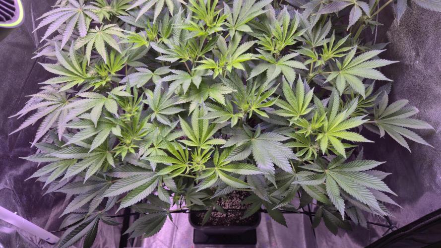 GG4 - FastBuds. Week 8