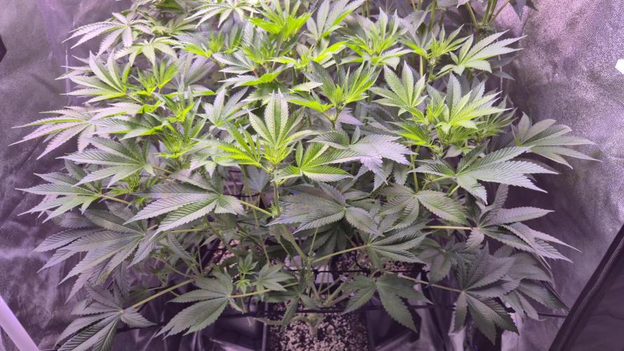 GG4 - FastBuds. Week 8