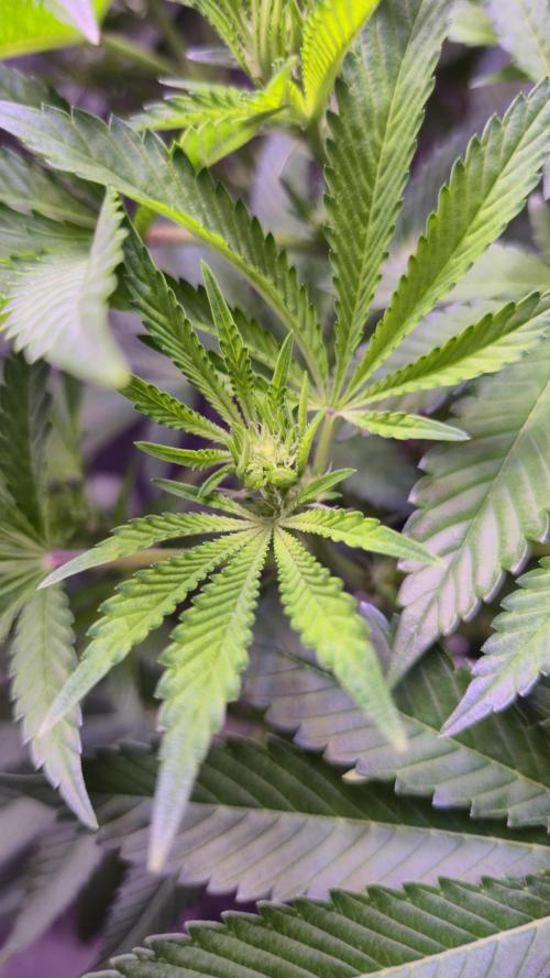 GG4 - FastBuds. Week 8