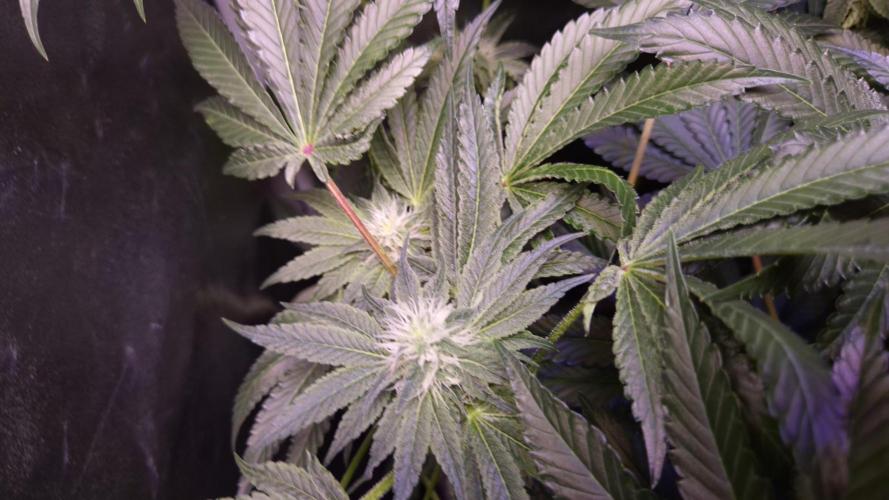 Fem10 - Photoperiodic TestSeed FastBuds. Week 9