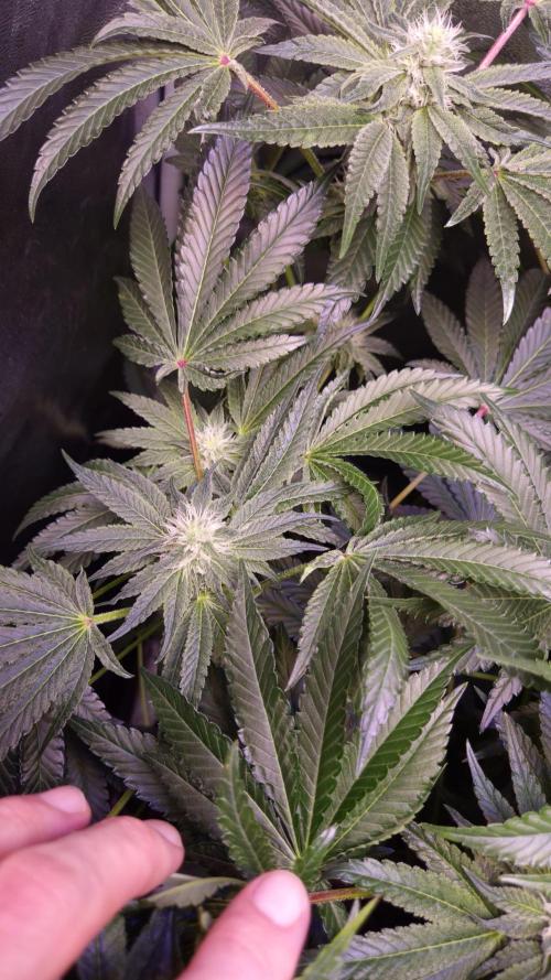 Fem10 - Photoperiodic TestSeed FastBuds. Week 9