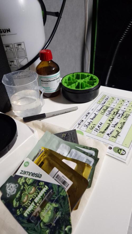 🥦Sticky Broccoli - EC 2026🏆. Week 0