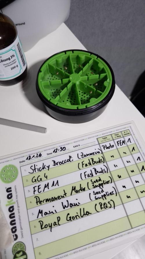 🥦Sticky Broccoli - EC 2026🏆. Week 0