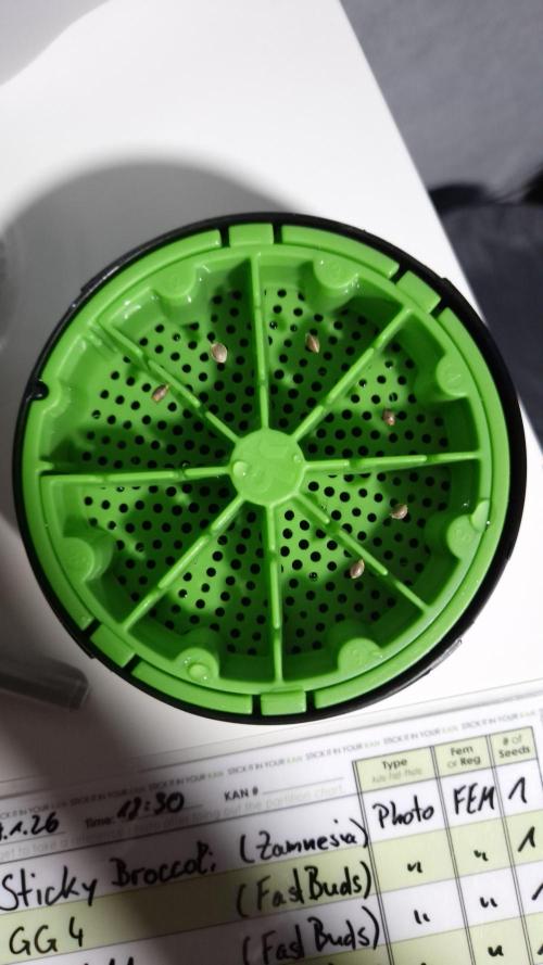 🥦Sticky Broccoli - EC 2026🏆. Week 0