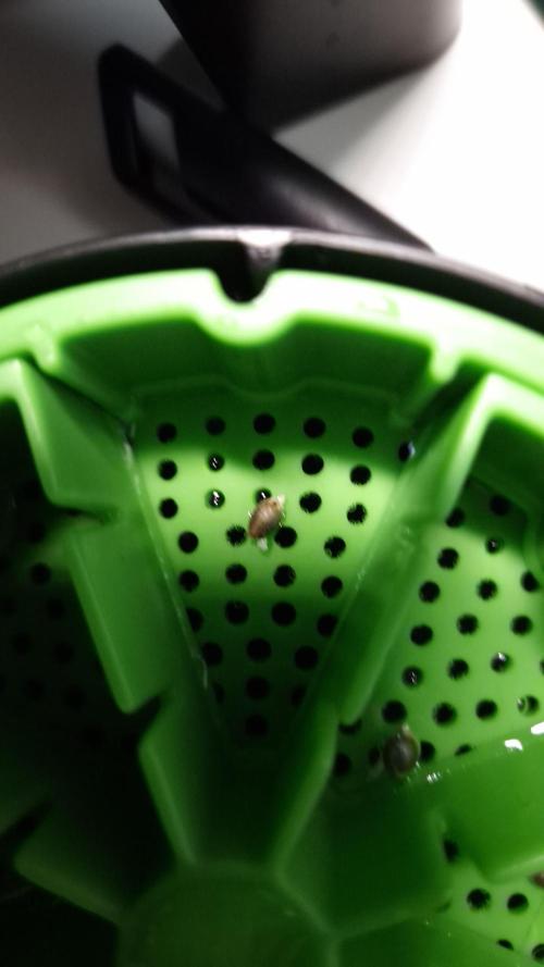 🥦Sticky Broccoli - EC 2026🏆. Week 0