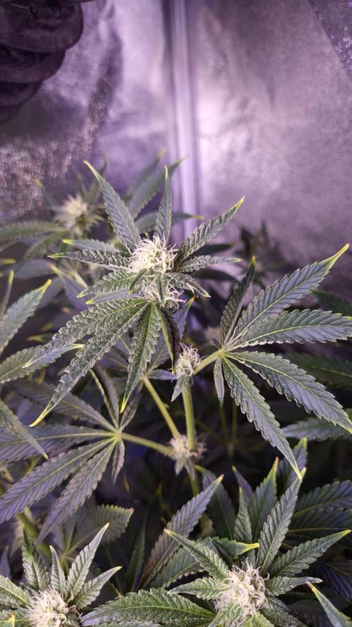 Fem 11 - Photoperiodic TestSeed FastBuds. Week 9