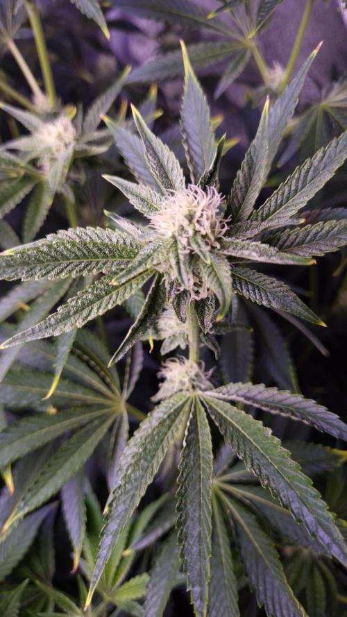 Fem 11 - Photoperiodic TestSeed FastBuds. Week 9