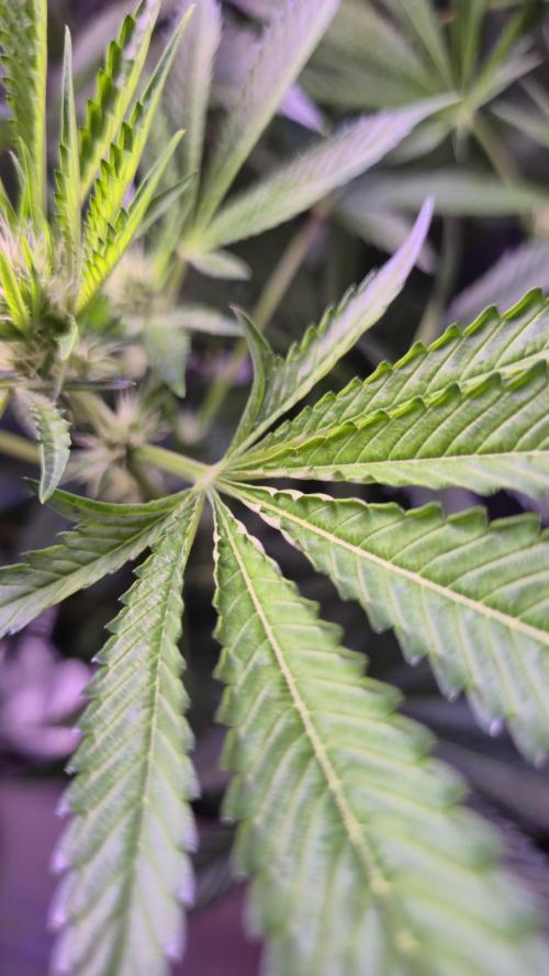 GG4 - FastBuds. Week 9