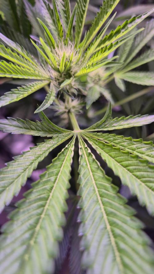 GG4 - FastBuds. Week 9