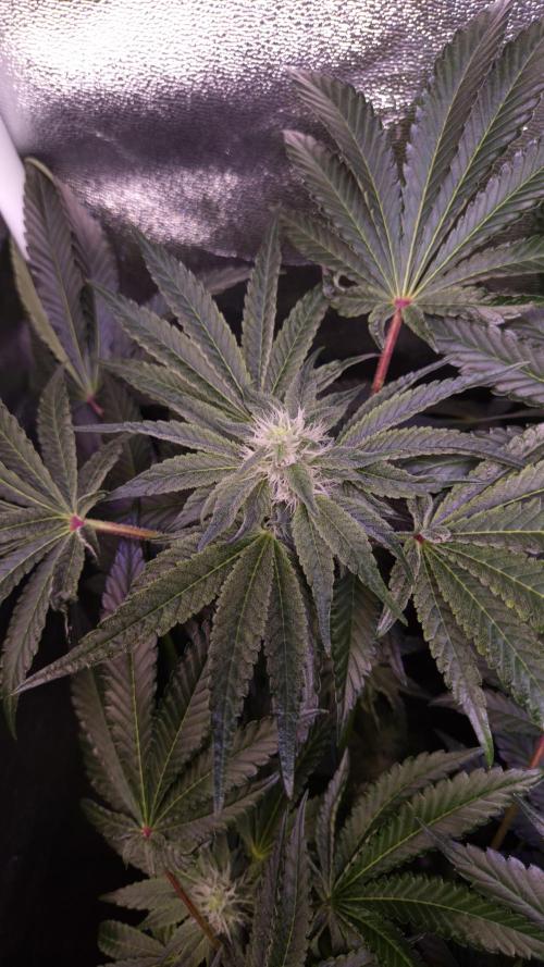 Fem10 - Photoperiodic TestSeed FastBuds. Week 10
