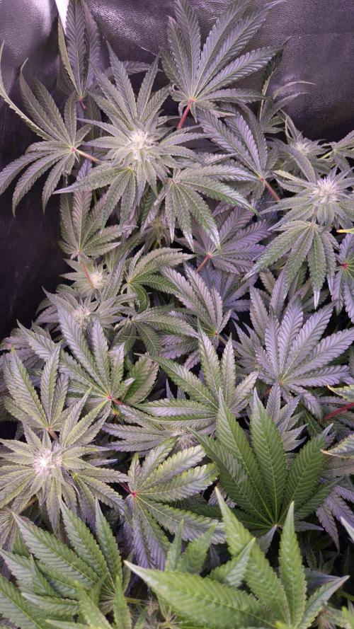 Fem10 - Photoperiodic TestSeed FastBuds. Week 10