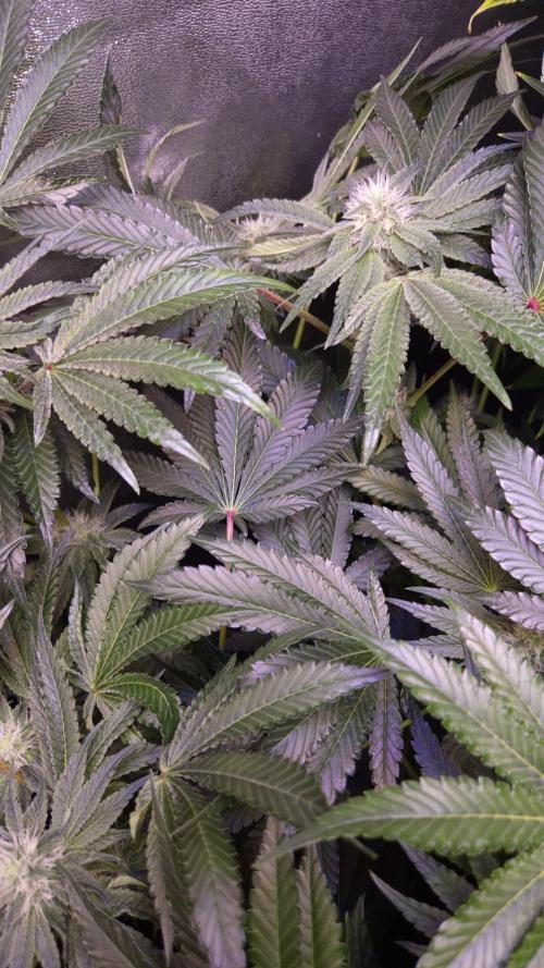 Fem10 - Photoperiodic TestSeed FastBuds. Week 10