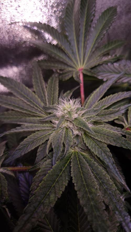 Fem10 - Photoperiodic TestSeed FastBuds. Week 10