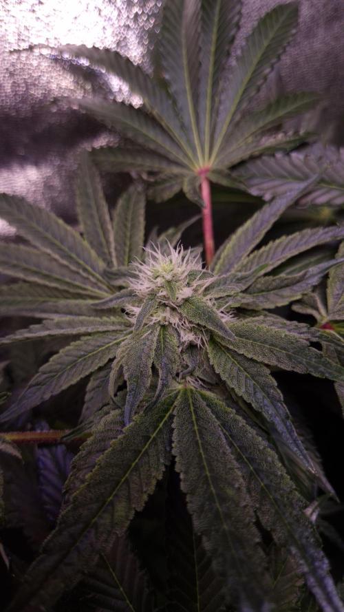 Fem10 - Photoperiodic TestSeed FastBuds. Week 10
