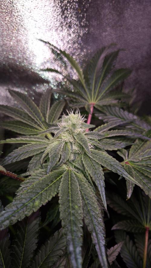 Fem10 - Photoperiodic TestSeed FastBuds. Week 11