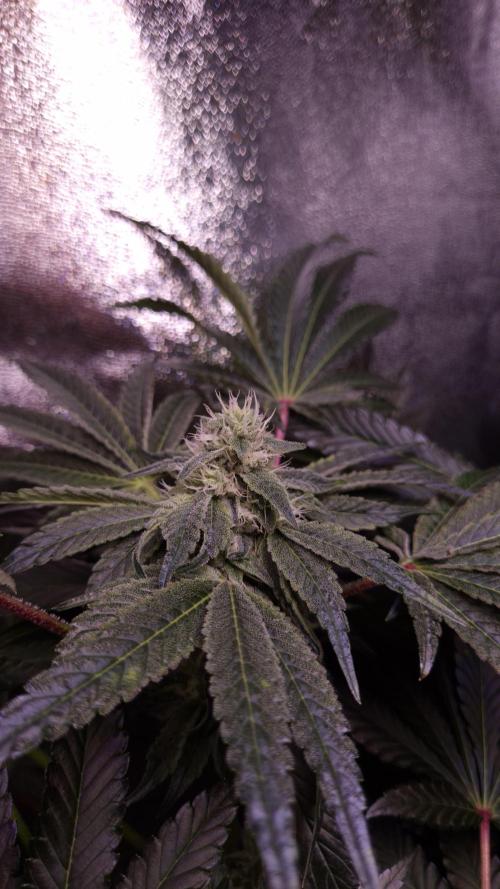 Fem10 - Photoperiodic TestSeed FastBuds. Week 11