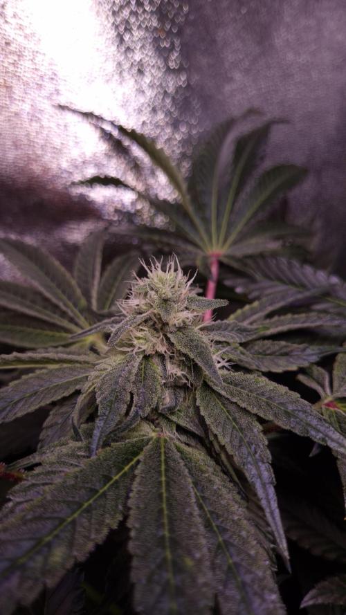 Fem10 - Photoperiodic TestSeed FastBuds. Week 11