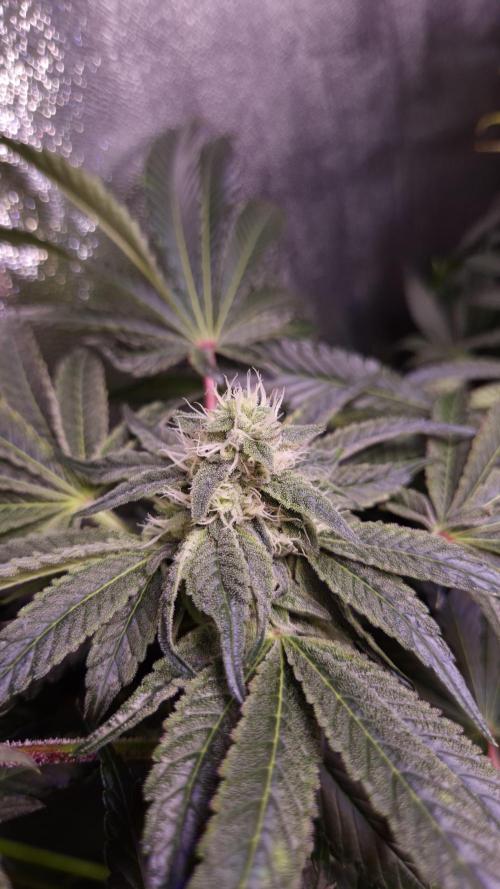 Fem10 - Photoperiodic TestSeed FastBuds. Week 11