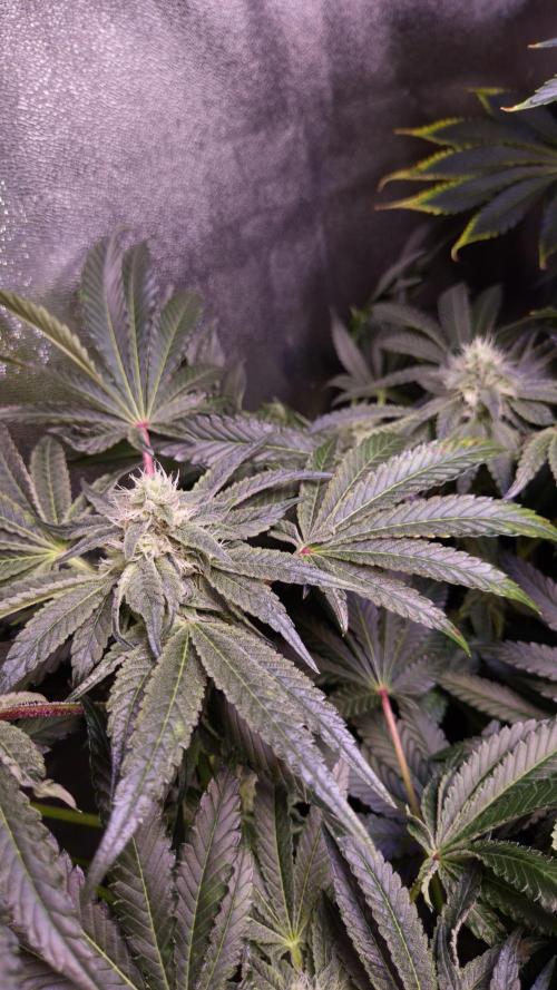 Fem10 - Photoperiodic TestSeed FastBuds. Week 11