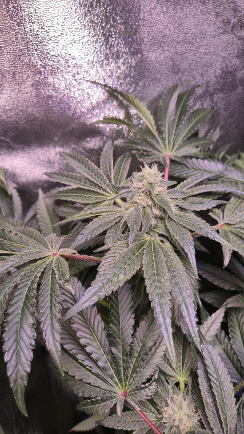 Fem10 - Photoperiodic TestSeed FastBuds. Week 11